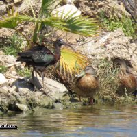 Каравайка и дикие утки :: Николай Волков