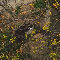 эти глаза на против. :: Giant Tao / эти глаза на против. :: Giant Tao /