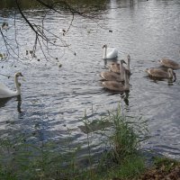 Лебеди в городском парке :: Рита Симонова Лебеди в городском парке :: Рита Симонова