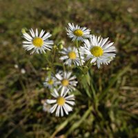 Нежное прощание осени... :: Галина 