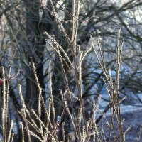 Заиндевело... :: Наталья Лунева 