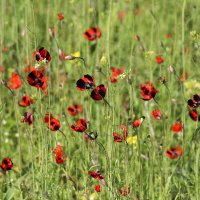 Маки. :: Александр 