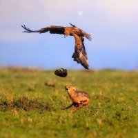 Материнское отчаяние. :: Люба 