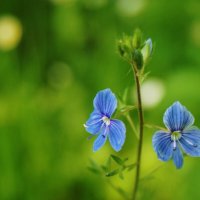 Летняя красота :: Nataly St. 