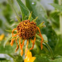 Загрустил :: Рина Воржева Загрустил :: Рина Воржева