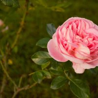 Нежность. :: Юрий Полторыхин.