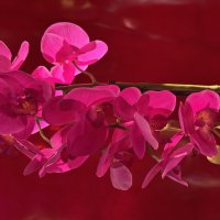 Этюд в красных тонах :: Андрей Город