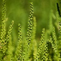 Осень :: Александр Леонов Осень :: Александр Леонов