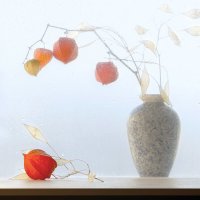 Ноябрьский этюд с физалисом 2 :: Olenka 