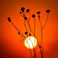 На закате :: Nina Streapan