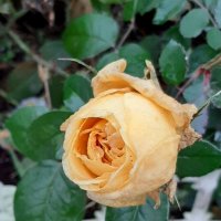 И у нас в ноябре цветут розы... :: Наталья Герасимова