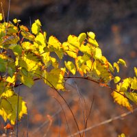 Ветка винограда :: Nina Streapan