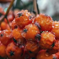 Умытая дождём :: Валерий Иванович