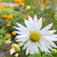 Хризантема осенняя :: Любовь Сахарова