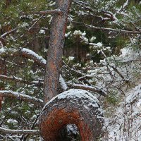 Анаконда :: Владимир Кириченко