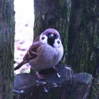 Дайте поесть :: Людмила Смородинская