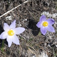 апрель :: Елена Шаламова