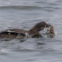 турпан. :: юрий макаров турпан. :: юрий макаров