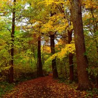 Новочебоксарск. Тропинка Ельниковской рощи осенью. :: Пётр Чернега Новочебоксарск. Тропинка Ельниковской рощи осенью. :: Пётр Чернега