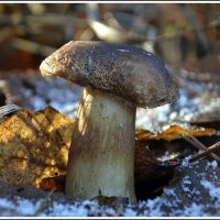 ...и зимой можно собирать.... :: Aleksandr Gal