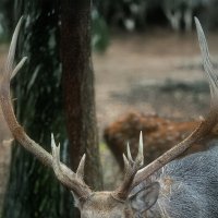 Царственный олень :: Michel 