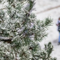 А снег идет.... :: Sergey (Apg) А снег идет.... :: Sergey (Apg)