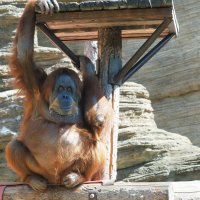 У меня есть "крыша". :: Евгений Седов У меня есть "крыша". :: Евгений Седов