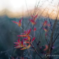 Яркие краски осени :: Евгений 