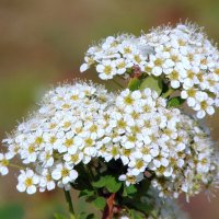 С весенним ароматом. :: nadyasilyuk Вознюк С весенним ароматом. :: nadyasilyuk Вознюк