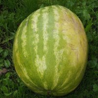 Арбуз :: Freddy 97