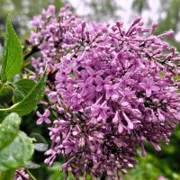 сирень :: Наталья 