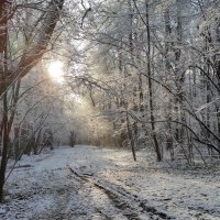 Лесная дорога :: Игорь Ч.