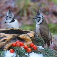 ??? :: Ольга Митрофанова ??? :: Ольга Митрофанова