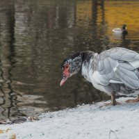 Из Жизни Уток :: юрий поляков