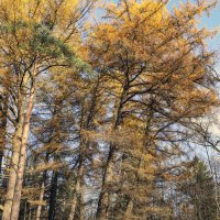 Осиновая Роща :: skijumper Иванов