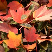 Кленовый лист, кленовый лист... :: Юрий Полторыхин.