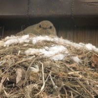 Мама - мухоловочка :: Рина Воржева