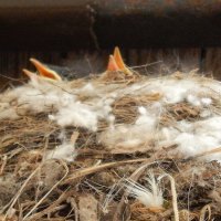 Два ребенка,третий самый пугливый.Все время прятался :: Рина Воржева