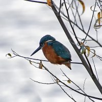 зимородок :: Андроник Александр 