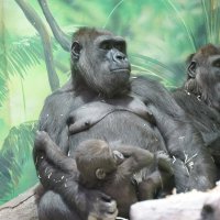 **** :: Иван Литвинов