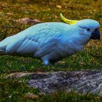 Большой желтохохлый какаду :: Aleksey Afonin