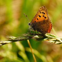 опять про бабочек...87 :: Александр Прокудин опять про бабочек...87 :: Александр Прокудин