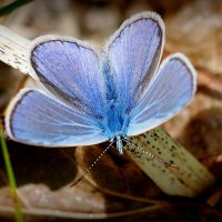 опять про бабочек...90 :: Александр Прокудин опять про бабочек...90 :: Александр Прокудин