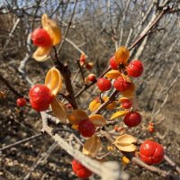 Осень :: Александр Морозов