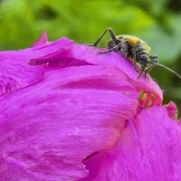 Цветы Долины. :: Рустам Кашапов