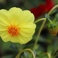 В объективе георгина (серия) :: Любовь Сахарова В объективе георгина (серия) :: Любовь Сахарова