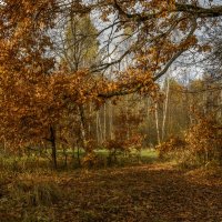 Из под дуба. :: Николай 