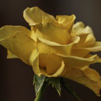 Желтая роза :: Игорь Сикорский