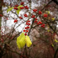 Ягодки :: Валерий Пославский