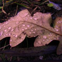 В каплях дождя :: Людмила Смородинская